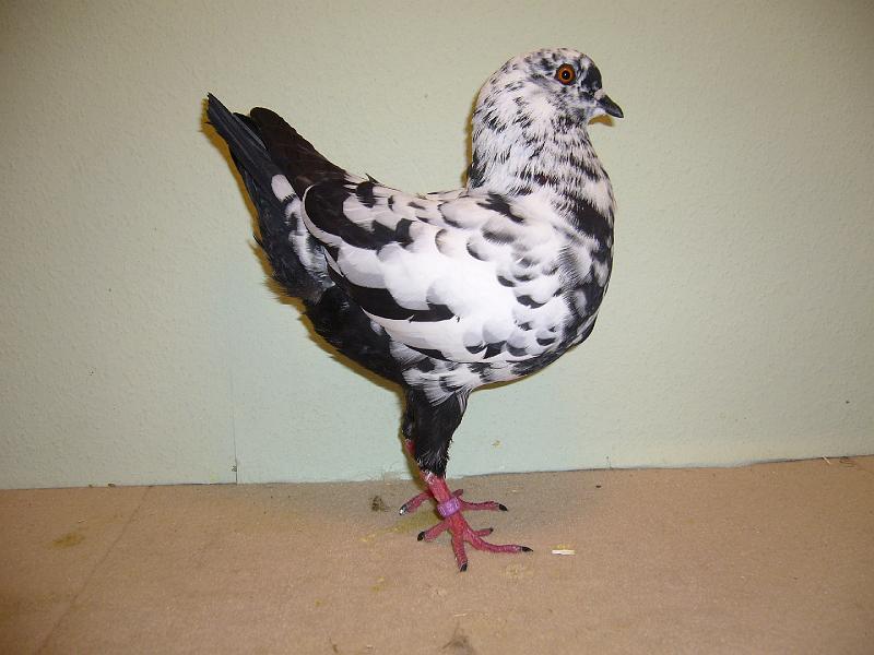 Munster 2009 770.jpg - V 97 Punkte, EB Christoph Böker auf Deutsche Modeneser Schietti, schwarz – getigert